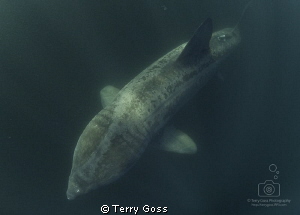 "Lumbering Leviathan" - chasing basking sharks (Cetorhinu... by Terry Goss 